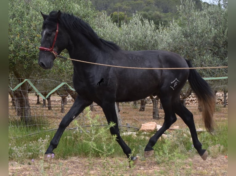PRE Stallion 4 years 16 hh Grey in Mallorca