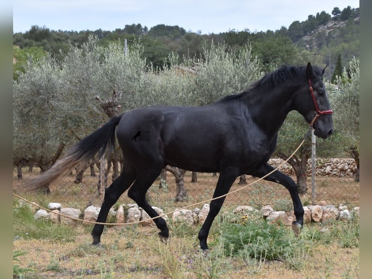 PRE Stallion 4 years 16 hh Grey in Mallorca