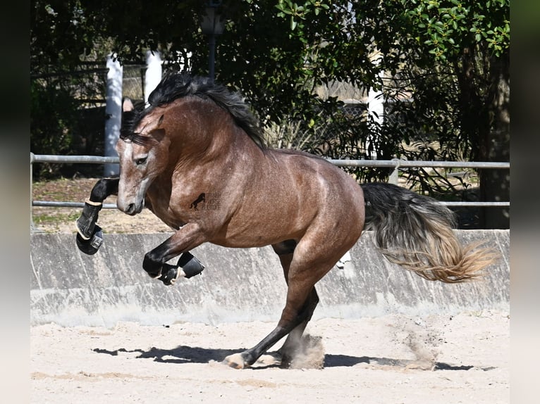 PRE Mix Stallion 4 years 16 hh Grey-Red-Tan in Mallorca