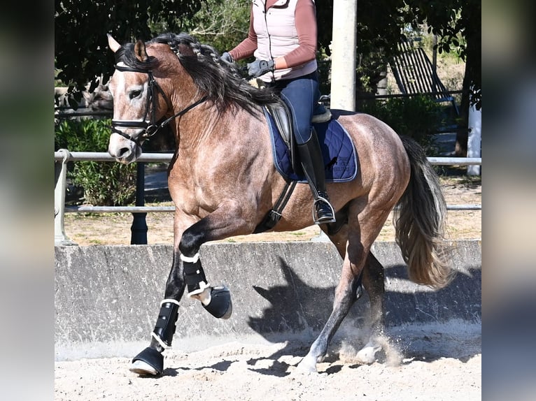 PRE Mix Stallion 4 years 16 hh Grey-Red-Tan in Mallorca