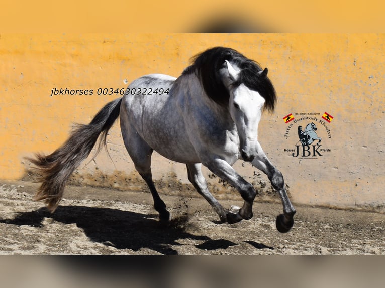 PRE Stallion 4 years 16 hh Grey in Tabernas Almeria