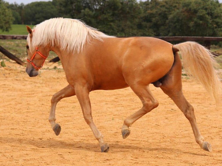 PRE Mix Stallion 4 years 16 hh Palomino in Navas Del Madroño