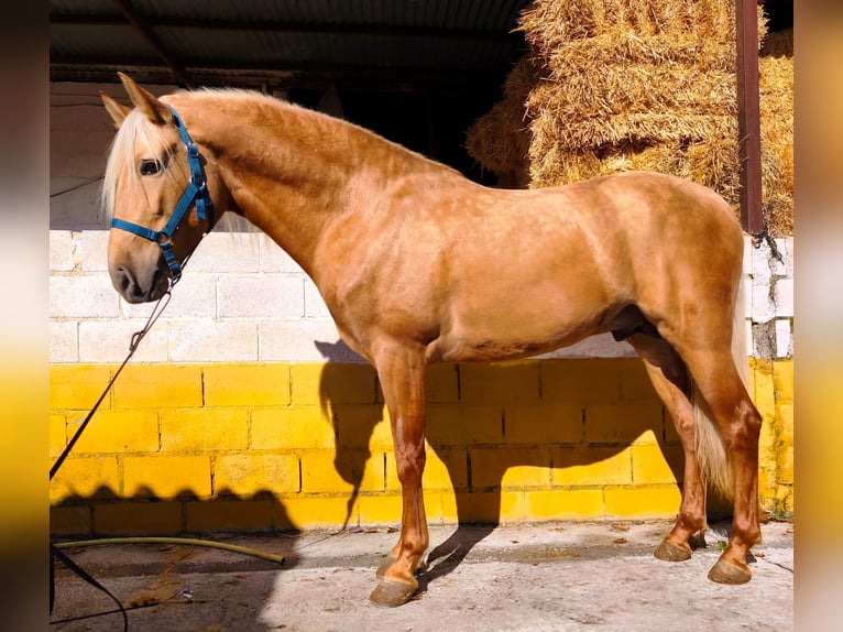 PRE Stallion 4 years 16 hh Palomino in Valdepeñas