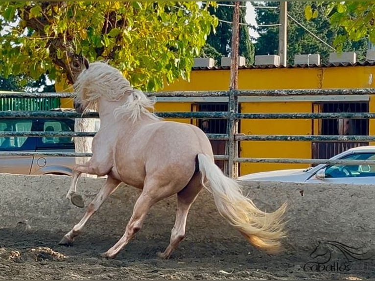 PRE Stallion 4 years 16 hh Palomino in Barcelona