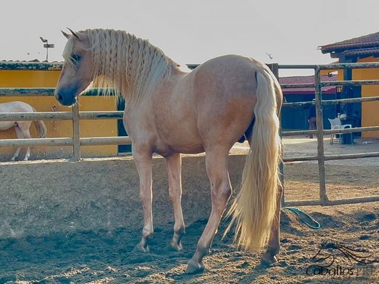 PRE Stallion 4 years 16 hh Palomino in Barcelona