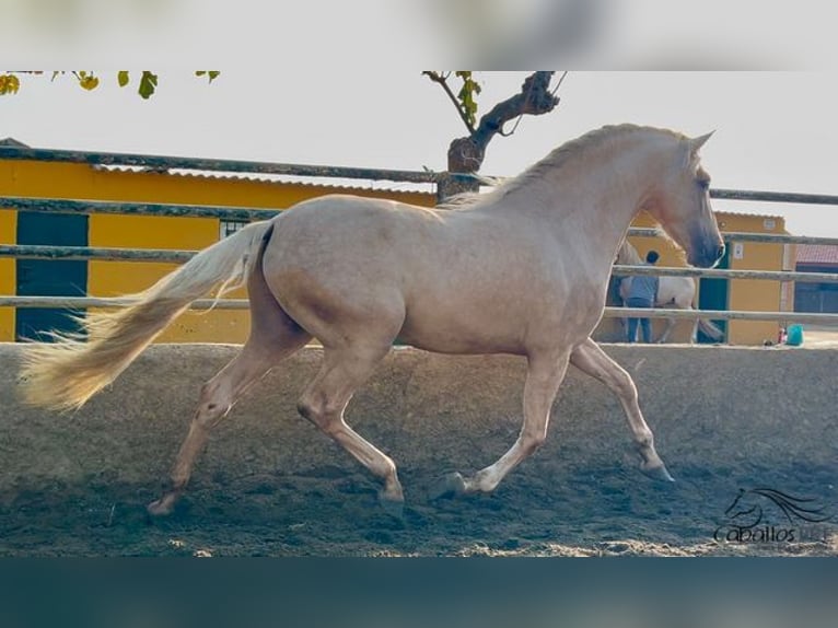 PRE Stallion 4 years 16 hh Palomino in Barcelona