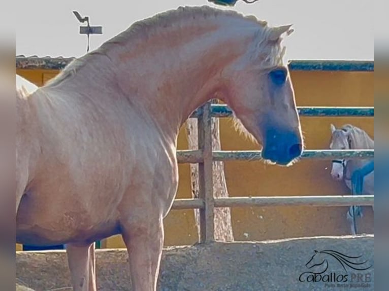 PRE Stallion 4 years 16 hh Palomino in Barcelona