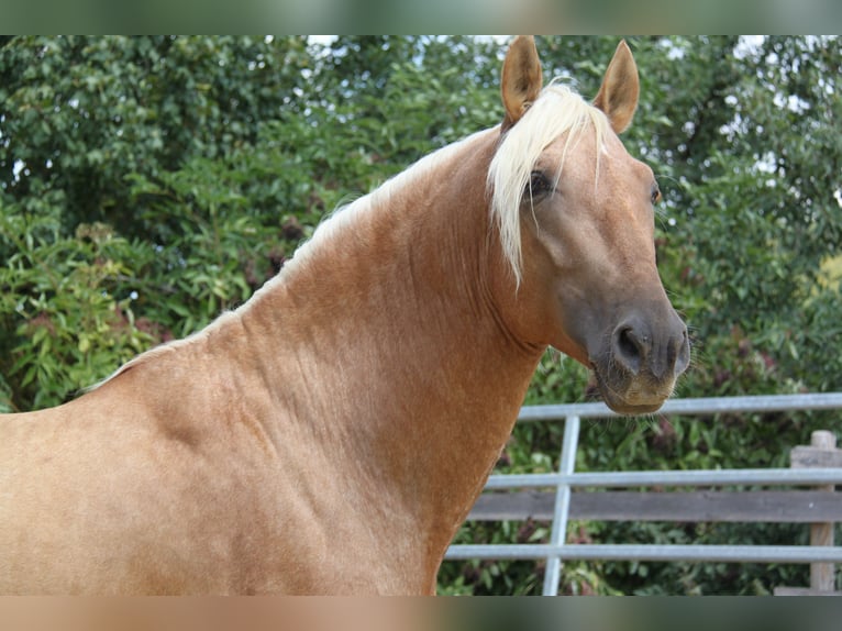 PRE Stallion 4 years 16 hh Palomino in Kirn