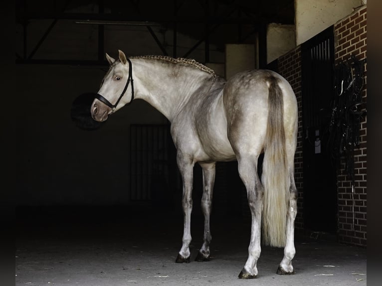 PRE Mix Stallion 4 years 16 hh Pearl in La Cabrera