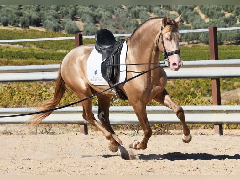 PRE Mix Stallion 4 years 16 hh Pearl in Provinz Cordoba