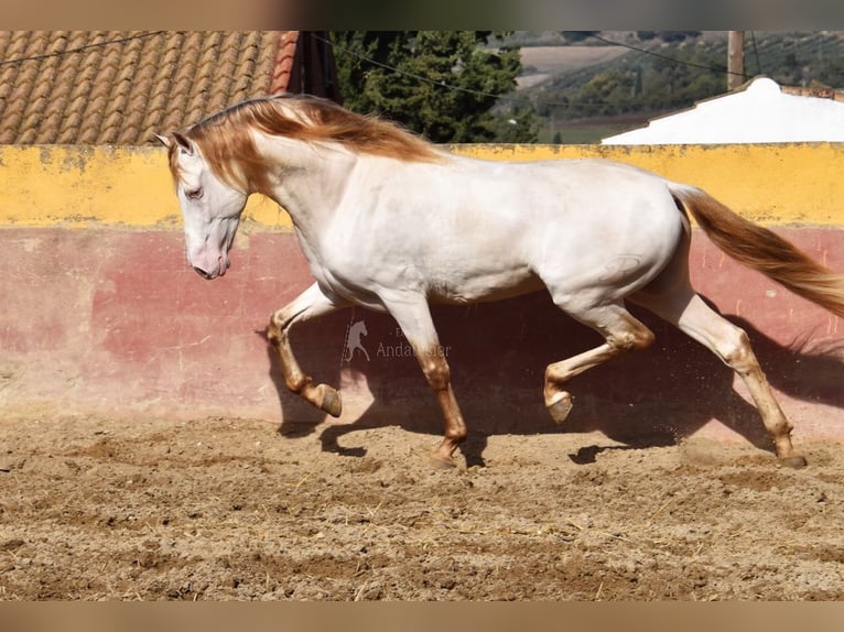 PRE Stallion 4 years 16 hh Pearl in Provinz Malaga