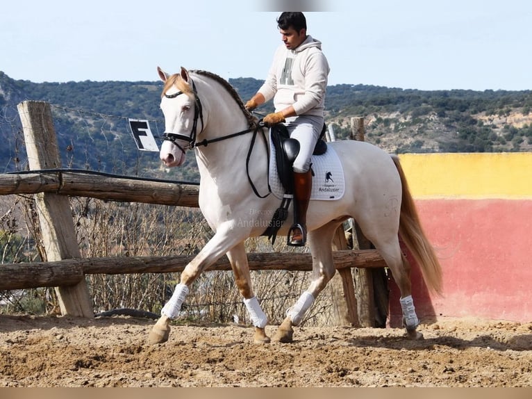 PRE Stallion 4 years 16 hh Pearl in Provinz Malaga