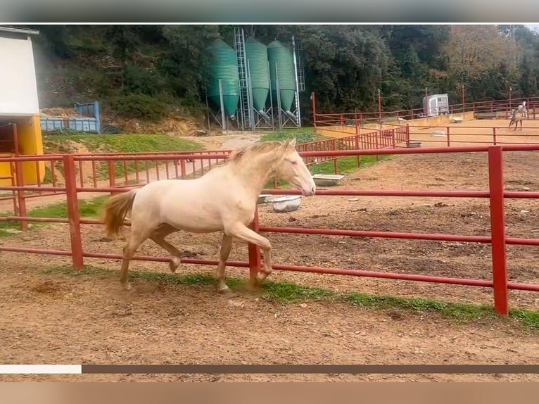 PRE Stallion 4 years 16 hh Perlino in Galaroza (HUELVA)