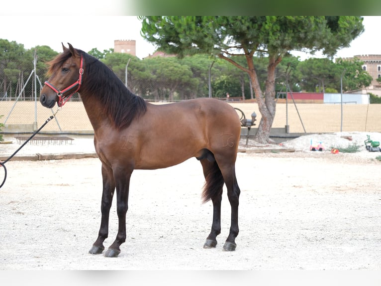 PRE Mix Stallion 4 years 16,1 hh Bay-Dark in Hamburg