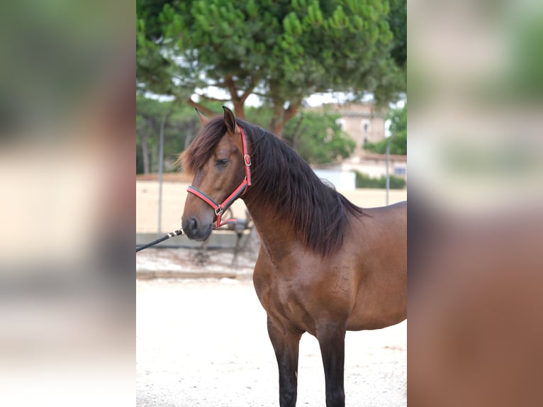 PRE Mix Stallion 4 years 16,1 hh Bay-Dark in Hamburg