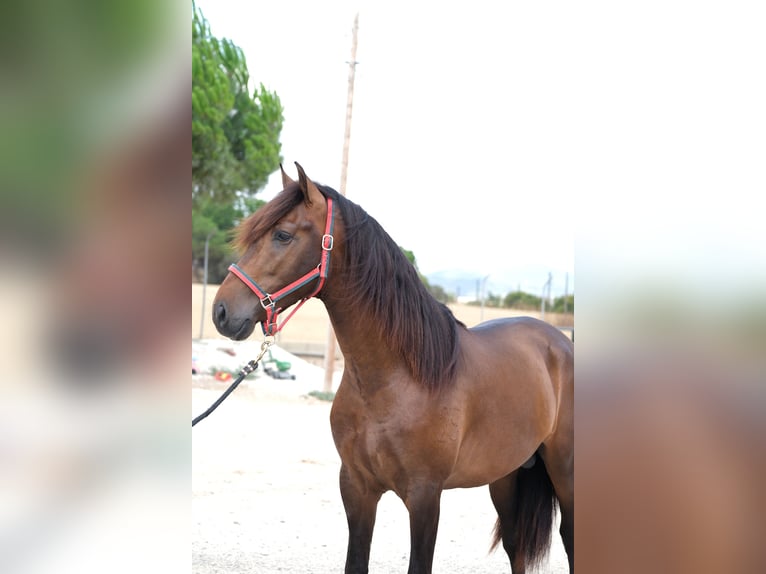 PRE Mix Stallion 4 years 16,1 hh Bay-Dark in Hamburg