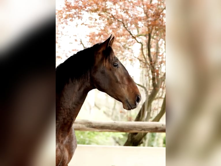 PRE Stallion 4 years 16,1 hh Bay-Dark in Castello D'Empuries