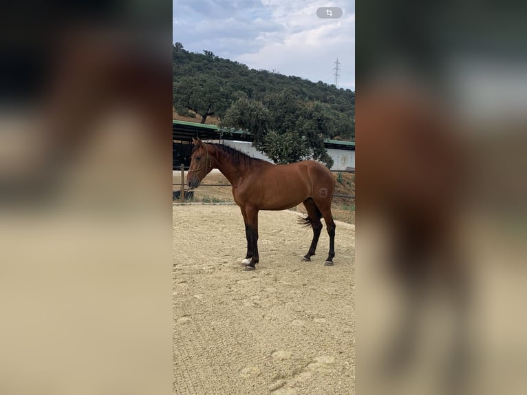 PRE Stallion 4 years 16,1 hh Bay in Cordoba