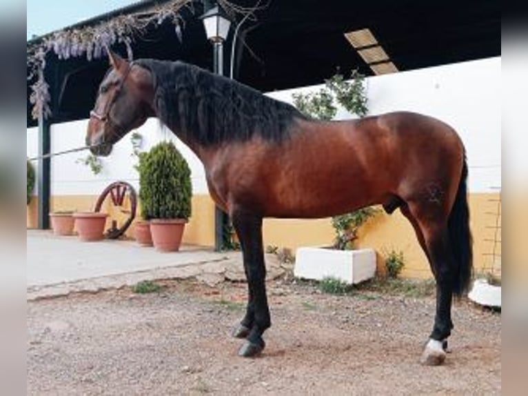 PRE Mix Stallion 4 years 16,1 hh Bay in Madrid