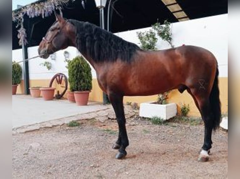 PRE Mix Stallion 4 years 16,1 hh Bay in Madrid