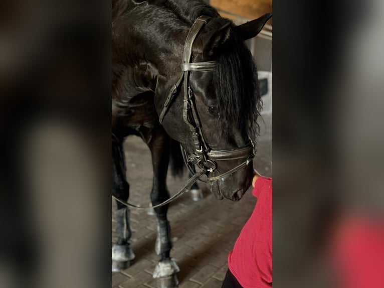 PRE Mix Stallion 4 years 16,1 hh Black in Malaga