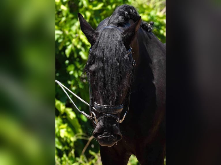 PRE Mix Stallion 4 years 16,1 hh Black in Malaga