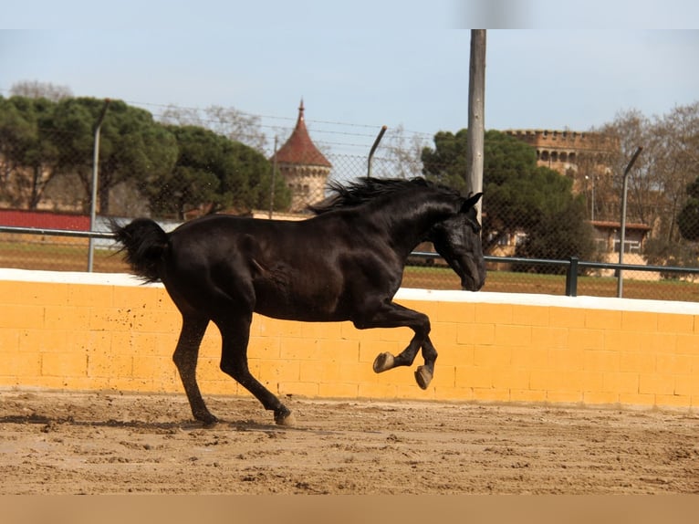 PRE Mix Stallion 4 years 16,1 hh Black in Hamburg