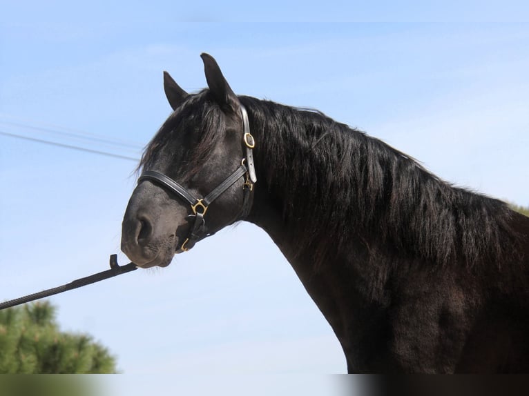 PRE Mix Stallion 4 years 16,1 hh Black in Hamburg