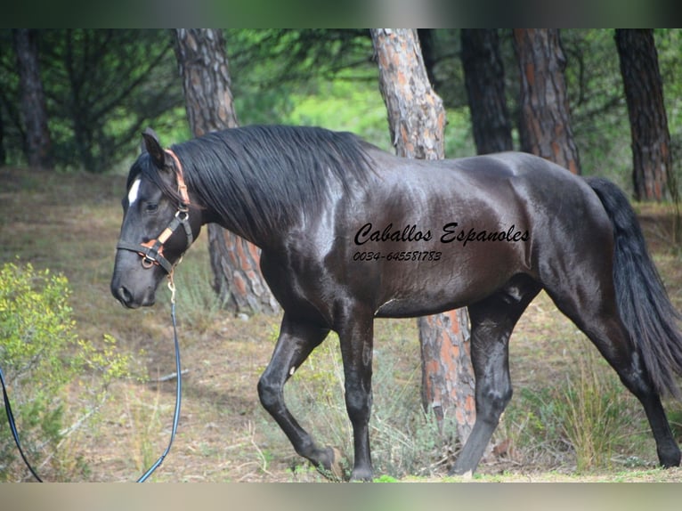 PRE Mix Stallion 4 years 16,1 hh Black in Vejer de la Frontera