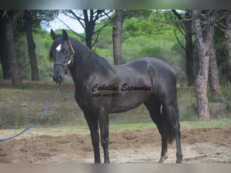 PRE Mix Stallion 4 years 16,1 hh Black in Vejer de la Frontera