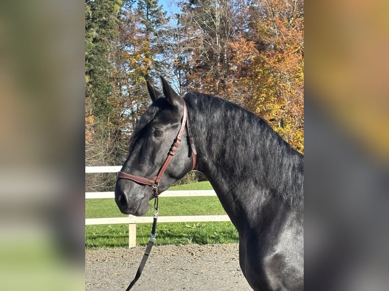 PRE Mix Stallion 4 years 16,1 hh Black in Sigmarszell