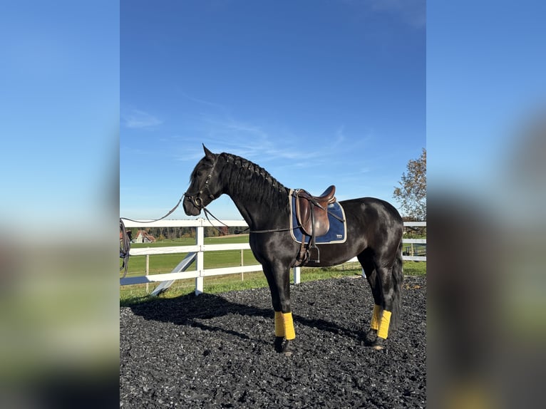 PRE Mix Stallion 4 years 16,1 hh Black in Sigmarszell