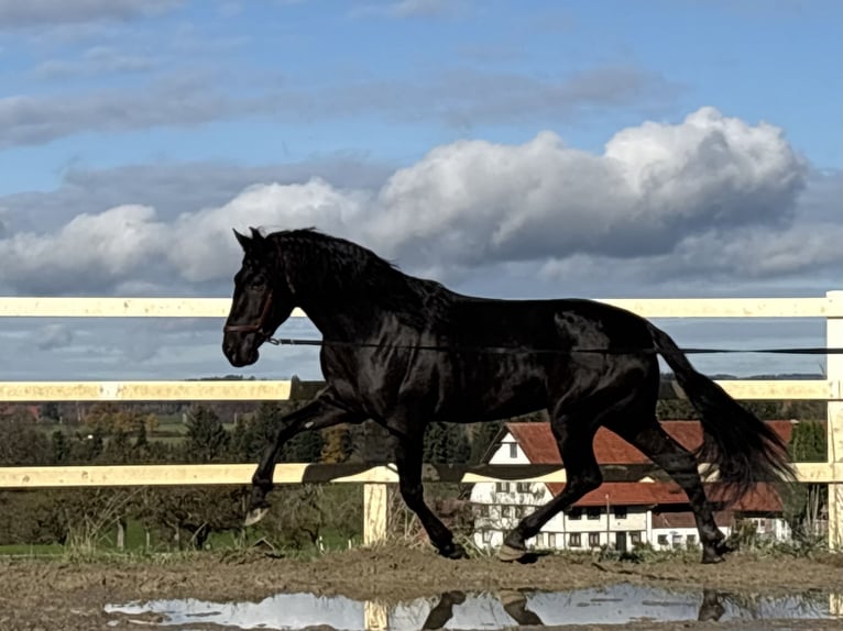PRE Mix Stallion 4 years 16,1 hh Black in Sigmarszell