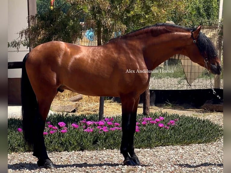 PRE Mix Stallion 4 years 16,1 hh Brown in Sevilla