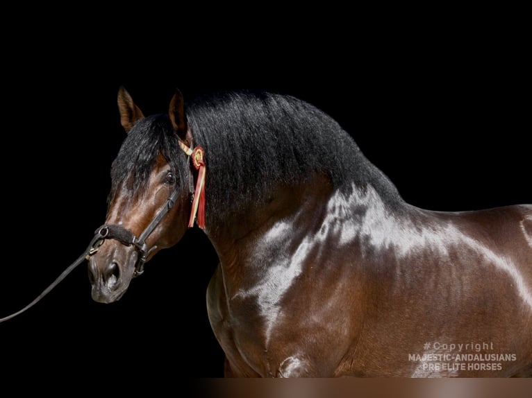 PRE Stallion 4 years 16,1 hh Brown in Jerez de la Frontera