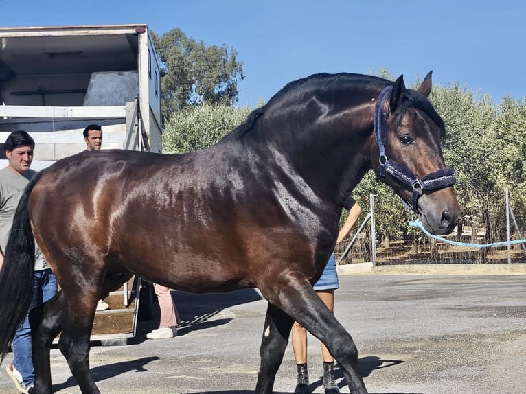 PRE Stallion 4 years 16,1 hh Brown in Jerez de la Frontera