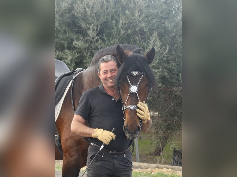 PRE Stallion 4 years 16,1 hh Brown in Jerez de la Frontera