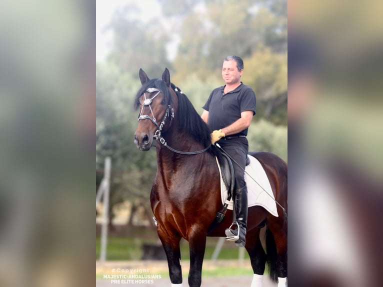 PRE Stallion 4 years 16,1 hh Brown in Jerez de la Frontera