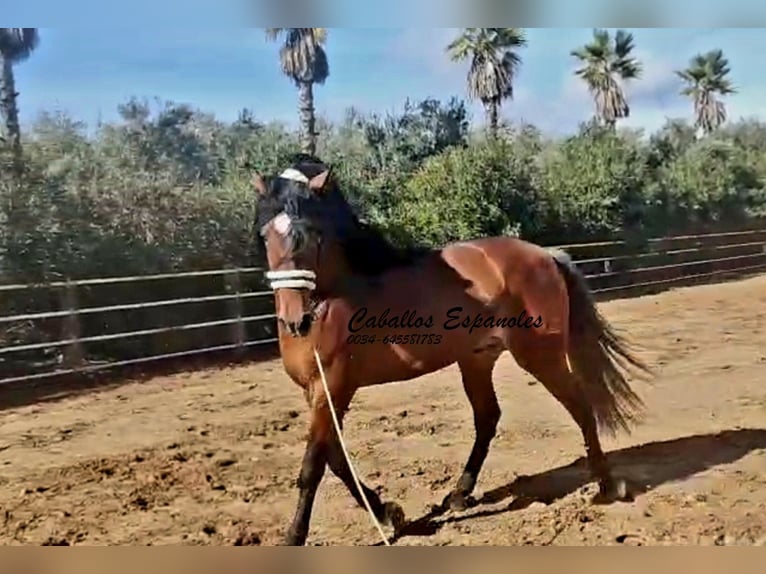 PRE Mix Stallion 4 years 16,1 hh Brown in vejer de la frontera