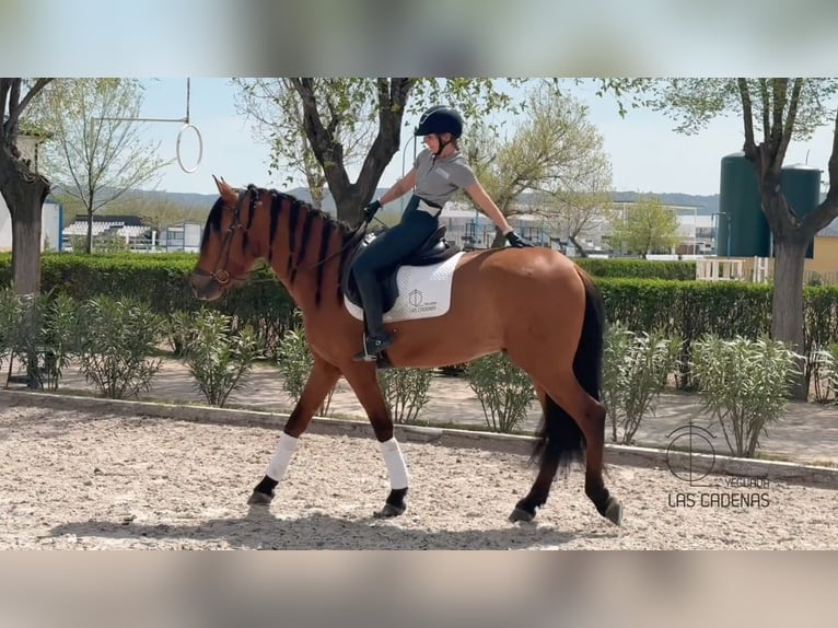 PRE Mix Stallion 4 years 16,1 hh Brown in Carretera Alcala- Camarma Km 3,3