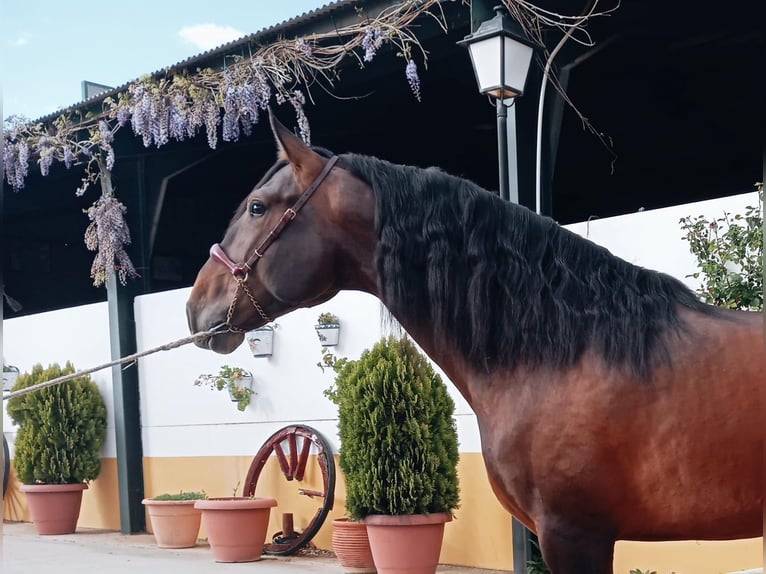 PRE Mix Stallion 4 years 16,1 hh Brown in Medellin