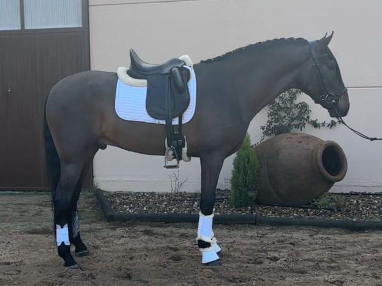 PRE Mix Stallion 4 years 16,1 hh Brown in Navas Del Madroño