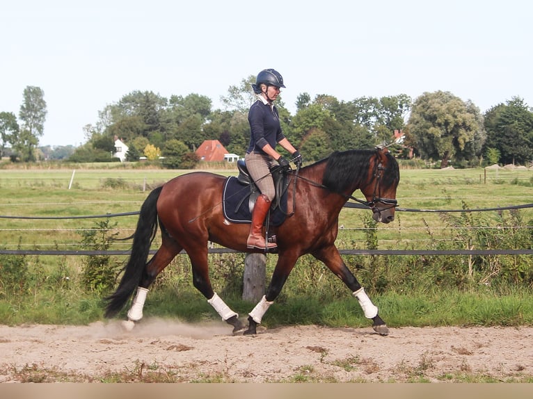 PRE Stallion 4 years 16,1 hh Brown in Wremen