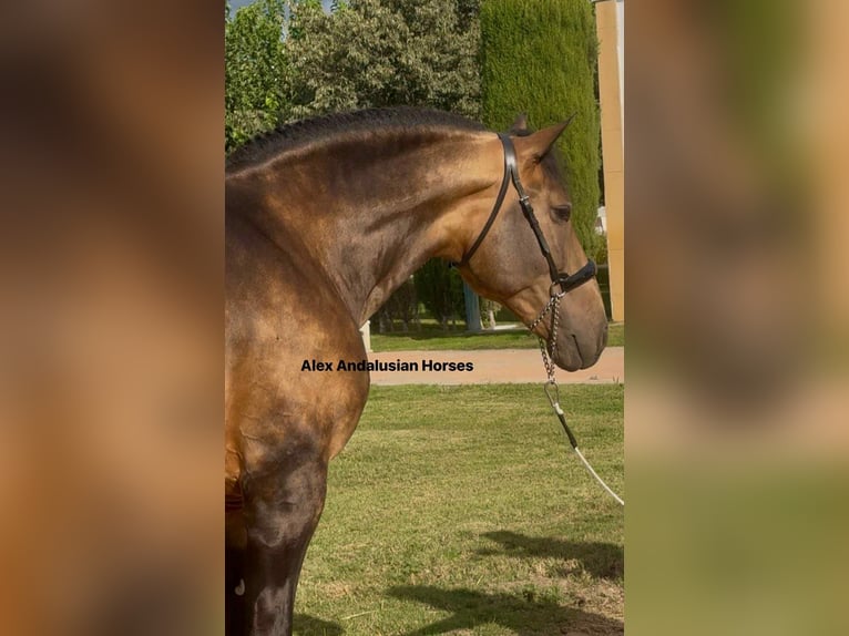PRE Mix Stallion 4 years 16,1 hh Buckskin in Sevilla