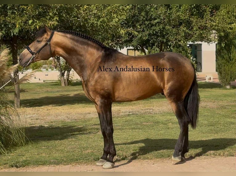 PRE Mix Stallion 4 years 16,1 hh Buckskin in Sevilla