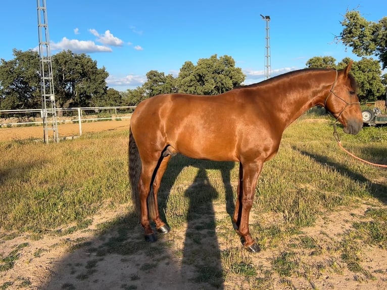 PRE Stallion 4 years 16,1 hh Chestnut in Villanueva De Cordoba