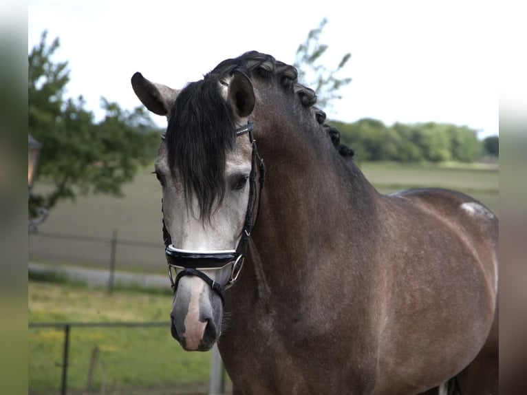 PRE Mix Stallion 4 years 16,1 hh in Bergen op Zoom