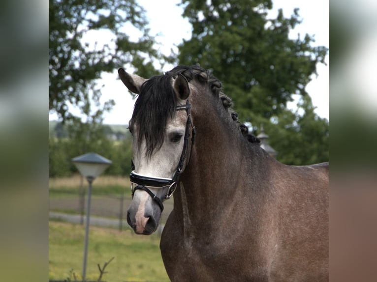 PRE Mix Stallion 4 years 16,1 hh in Bergen op Zoom