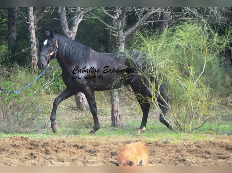 PRE Stallion 4 years 16,1 hh in Vejer de la Frontera