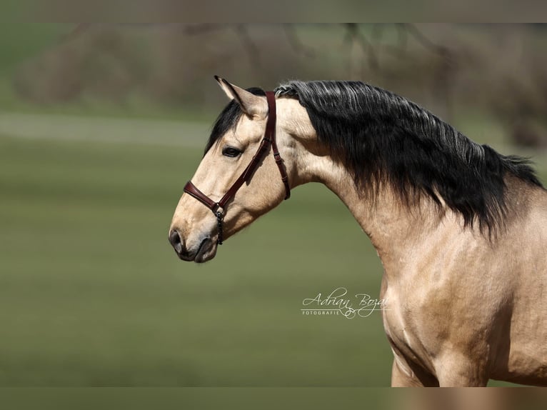PRE Mix Stallion 4 years 16,1 hh Dun in Niederstaufen
